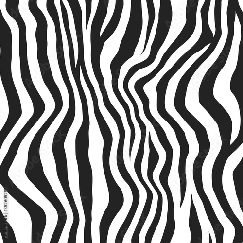 black and white zebra animal pattern wild animal skin pattern texture abstract.