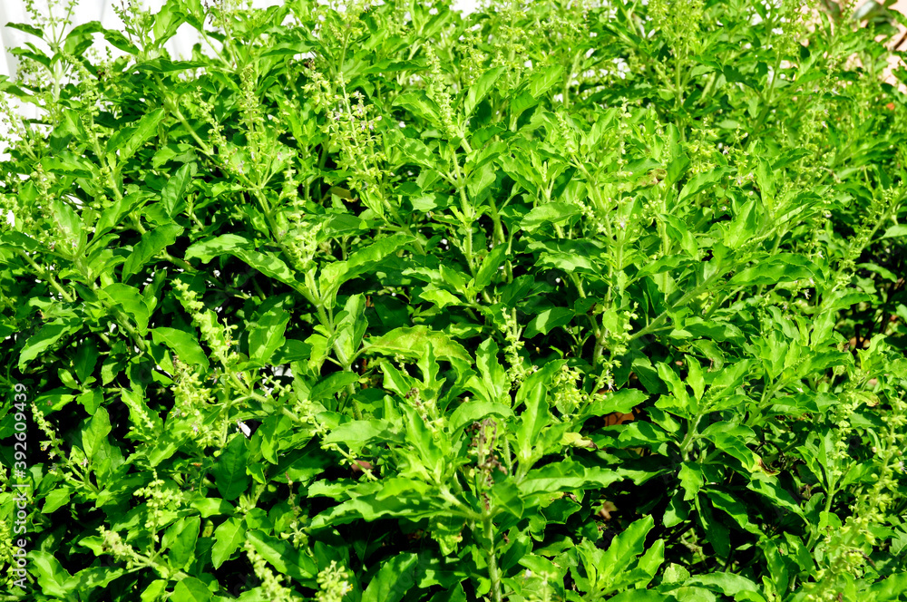 Basil, Thai basil, Sweet basil Basil, Thai basil, Sweet basil
