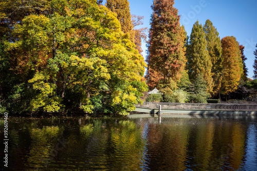 秋の紅葉と公園の池