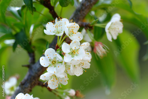 Blooming White Chinese plum flower or Japanese apricot, Korean green plum