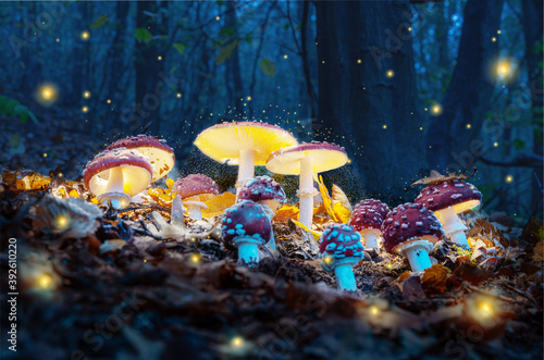 Valokuva Mystical fly agarics glow in a mysterious dark forest