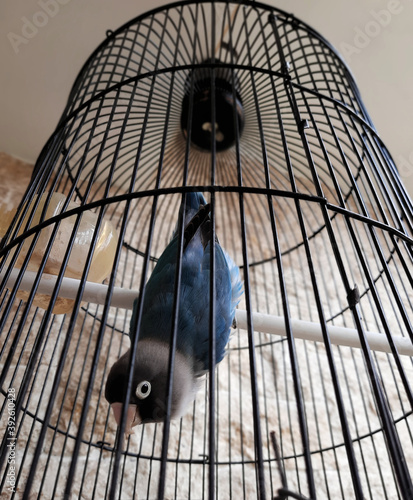 bird in cage