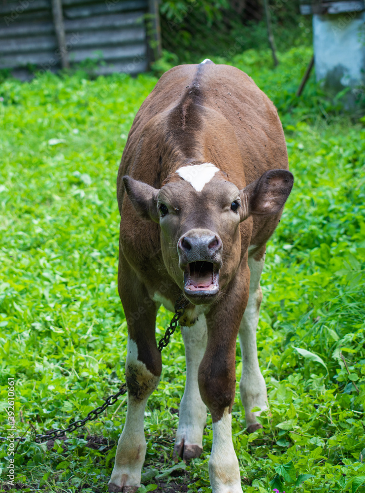 The calf screams with all its might