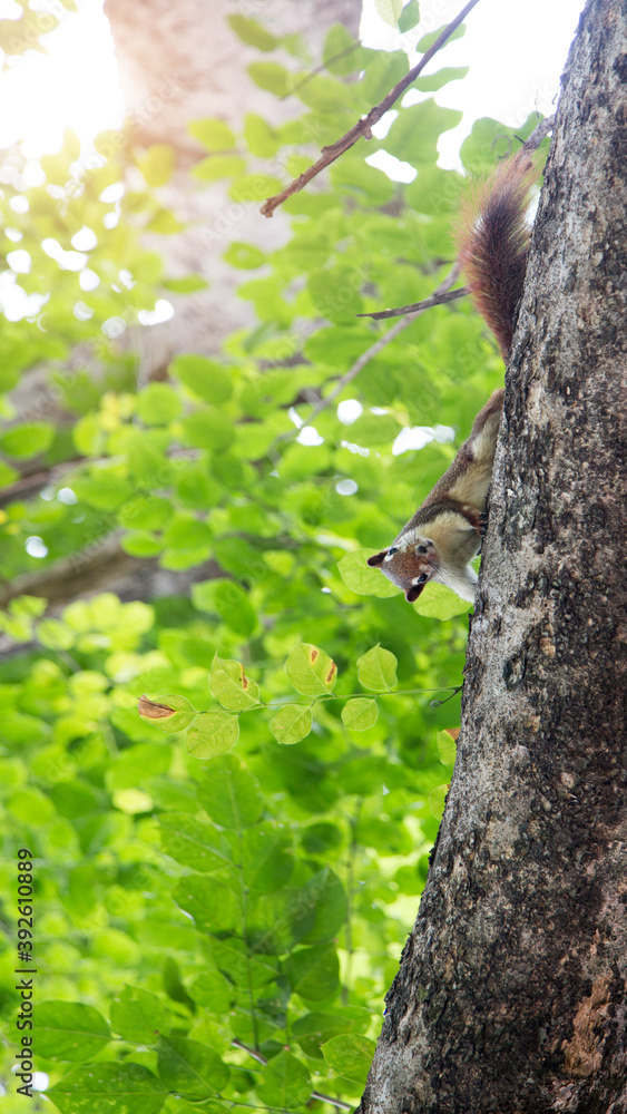 Obraz premium squirrel on tree outdoor park on banner