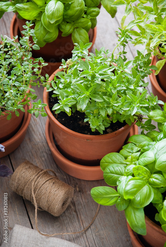 Fresh basil, sage, thyme herb in a pot