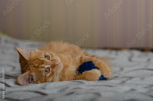 Cute playful kitten at home. Red orange cat