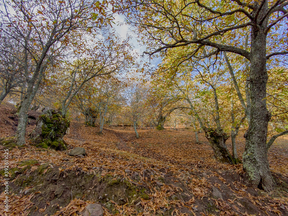 caminando por los castaños del valle del genal en la estación del otoño, Andalucía