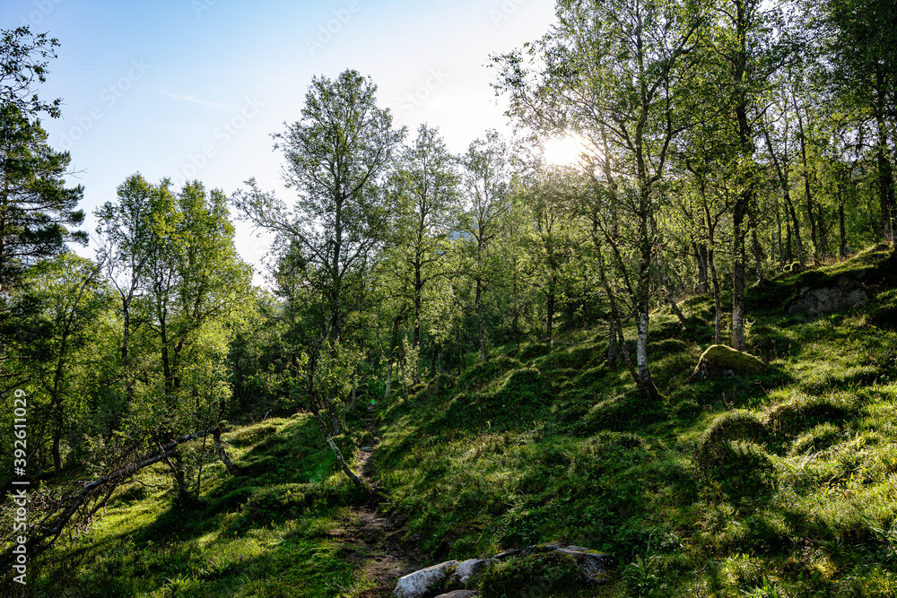 Footpath in a small forest in Norway Footpath in a small forest in Norway