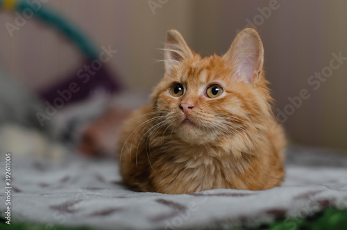 Cute playful kitten at home. Red orange cat