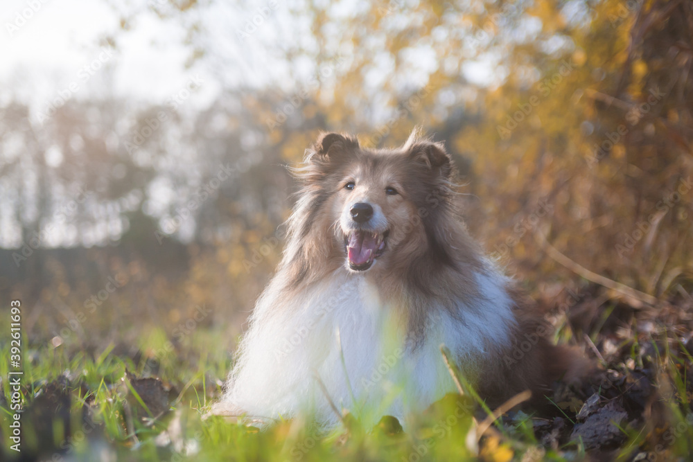 Adorable autumn gold rough collie lying in a park Adorable autumn gold rough collie lying in a park