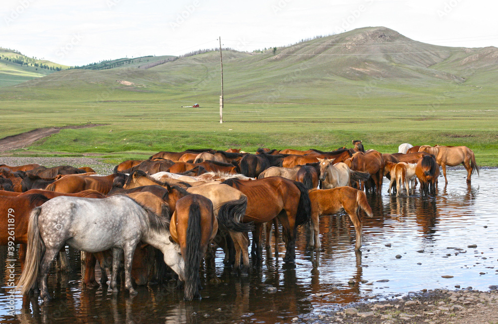 Obraz premium Horses in the mongolian steppe. Landscape with wild horses near the mountain.
