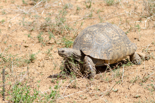 Addo Elephant National Park: Leopard tortoise walking in veld