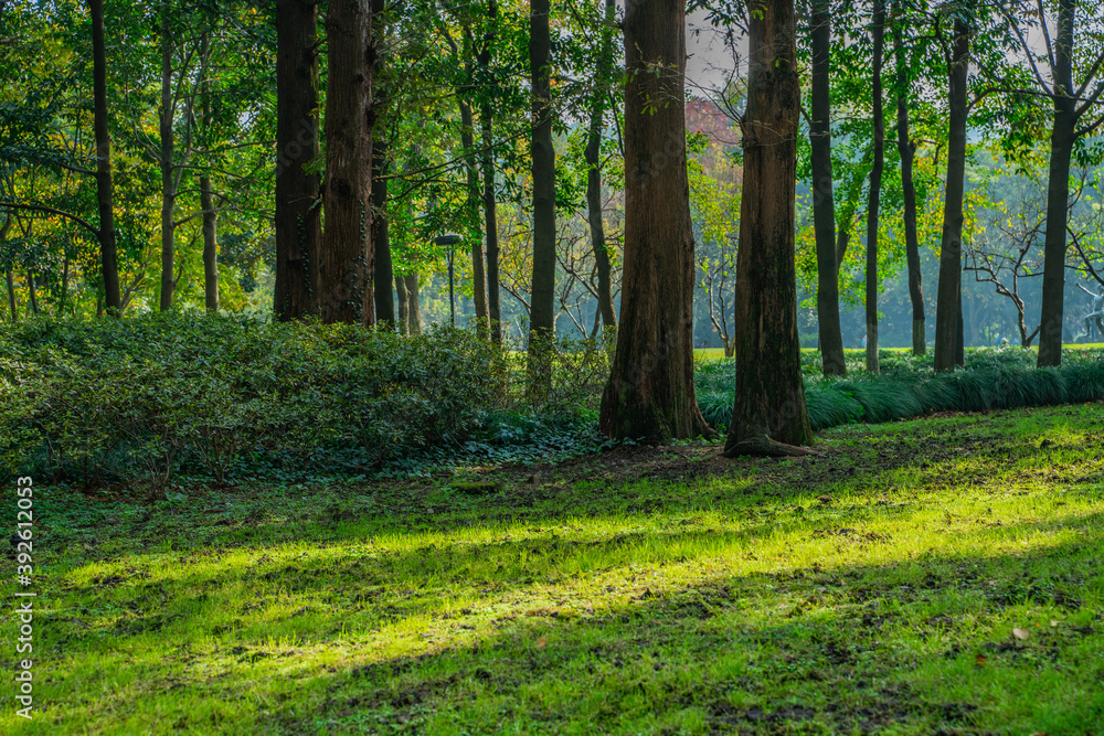 Inside view of a metasequoia forest. Inside view of a metasequoia forest.