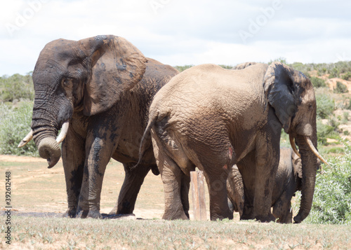 Addo Elephant National Park: group of elephants at waterhole