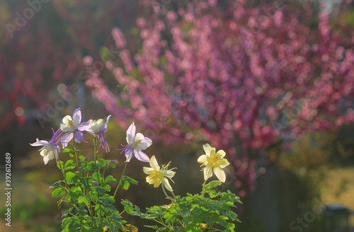 Aquilegia buergeriana var. oxysepala in south korea photo