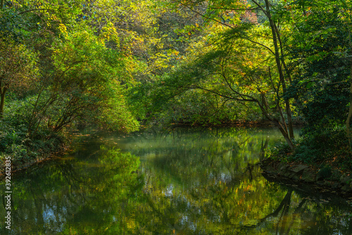 Wetland landscape in Hangzhou  China  autumn time.