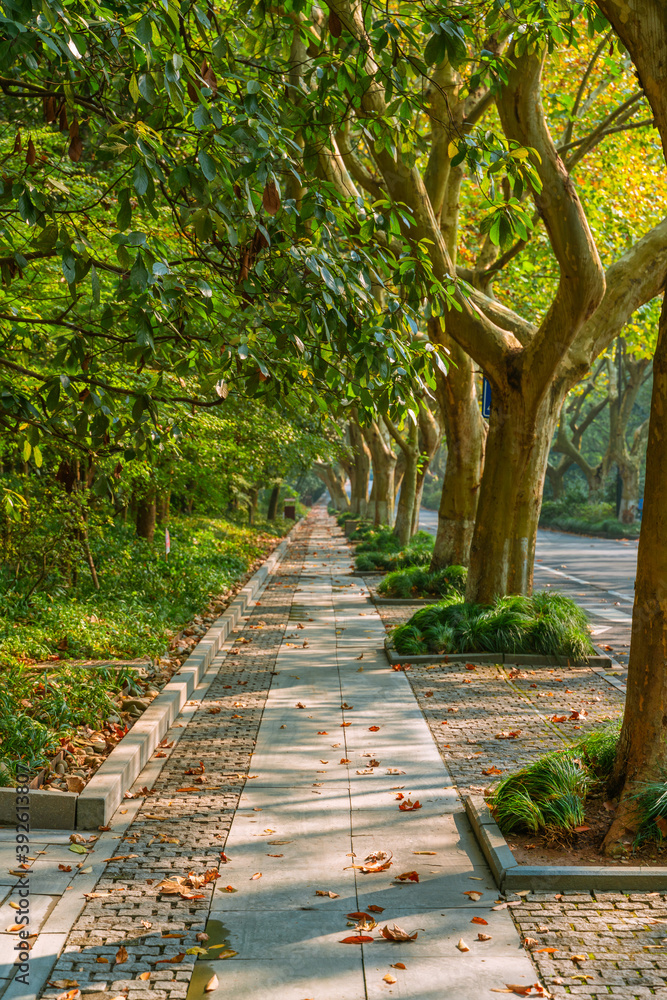 The streets on Yang Gong causeway, at West Lake in Hangzhou, autumn time. The streets on Yang Gong causeway, at West Lake in Hangzhou, autumn time.