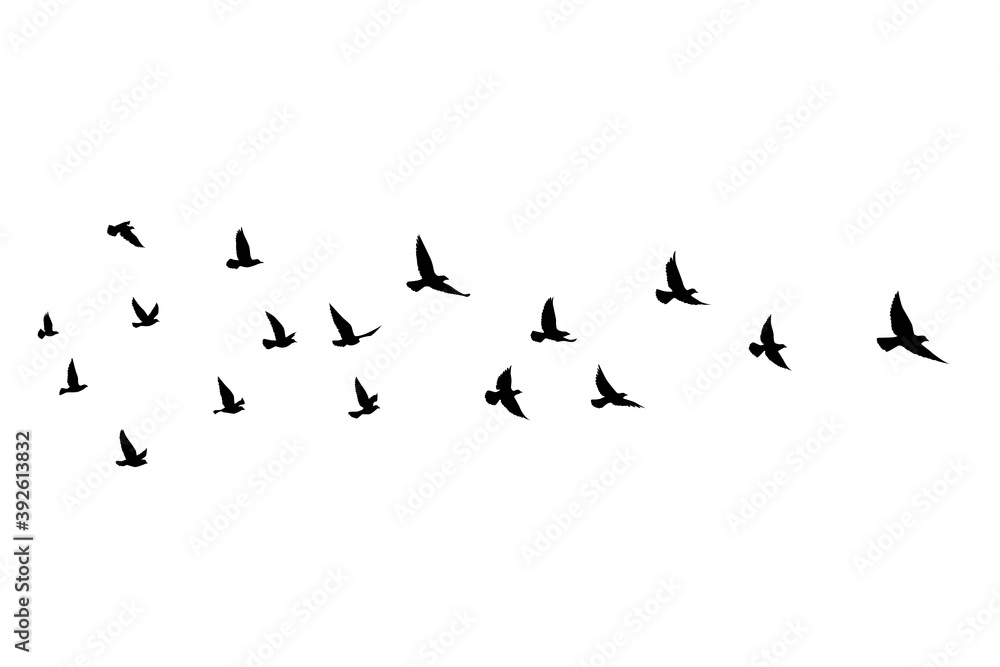 Flying birds silhouettes on isolated background. Vector illustration. isolated bird flying. tattoo and wallpaper background design. Flying birds silhouettes on isolated background. Vector illustration. isolated bird flying. tattoo and wallpaper background design.