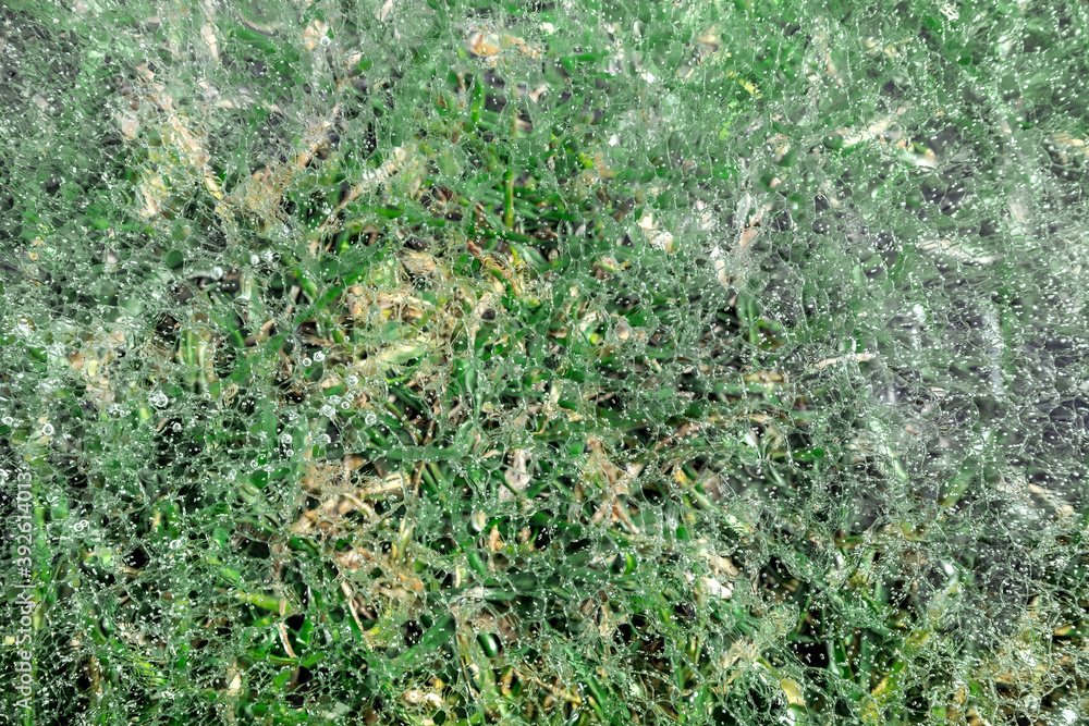 Green grass under a layer of transparent ice. The concept of a sharp frost. Seasons. Sharp focus on ice surface. Green grass under a layer of transparent ice. The concept of a sharp frost. Seasons. Sharp focus on ice surface.