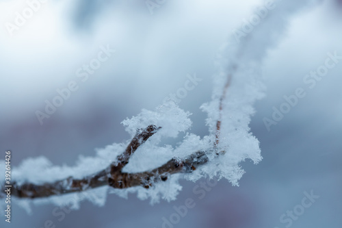 Winter frost on tree branches. First snow in winter time © Ravil Sayfullin