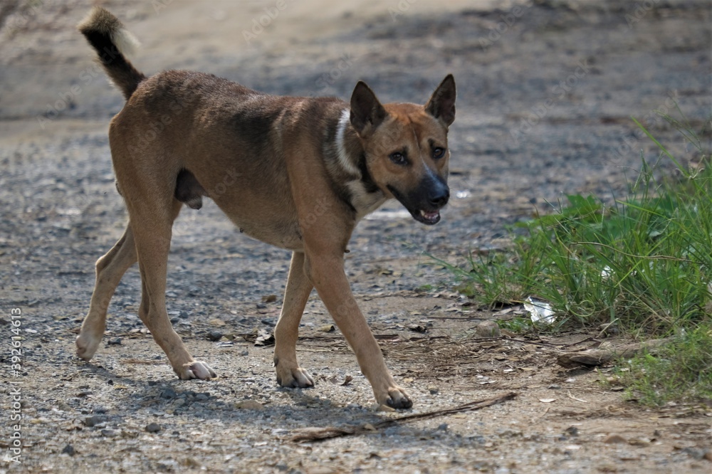 The dog (Canis familiaris when considered a distinct species or Canis lupus familiaris when considered a subspecies of the wolf) is a domesticated carnivore of the family Canidae. The dog (Canis familiaris when considered a distinct species or Canis lupus familiaris when considered a subspecies of the wolf) is a domesticated carnivore of the family Canidae.