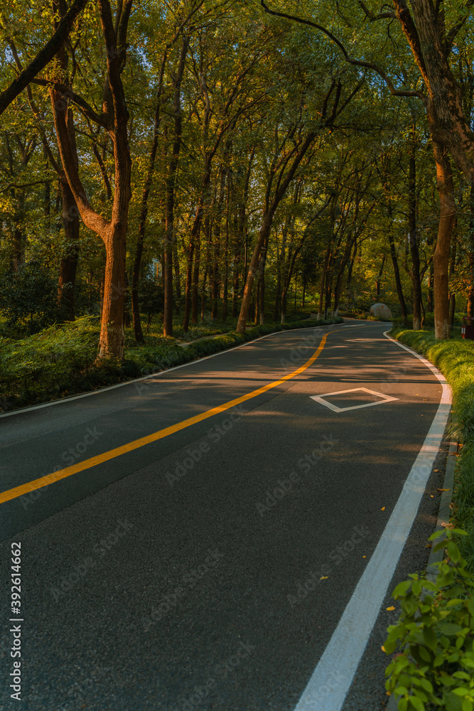 Fototapeta premium A road in forest in autumn time.