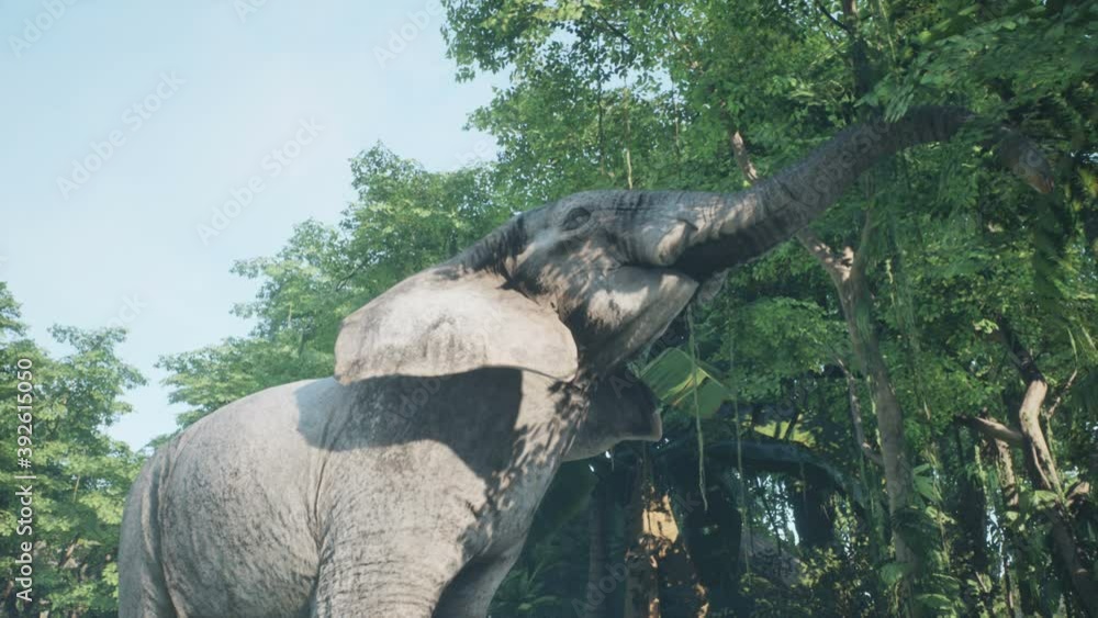 Large gray African elephant in the jungle eats foliage from trees