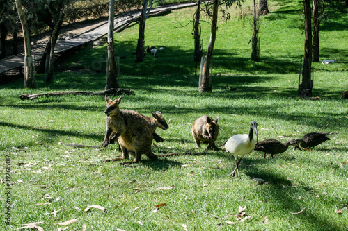 Kangaroos in Adelaide