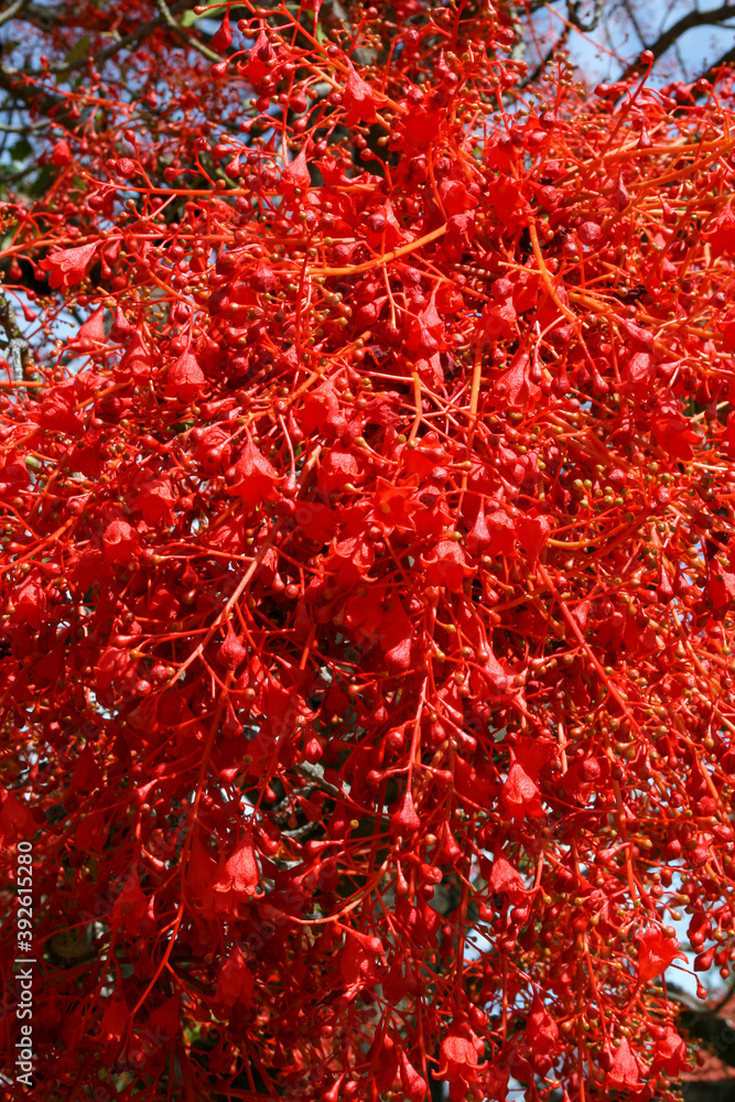 Naklejka premium Red Tree in Felixstow, Adelaide, Australia