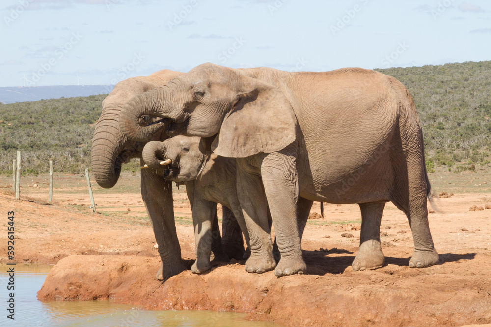 Fototapeta premium Addo Elephant National Park: family group of elephants drinking