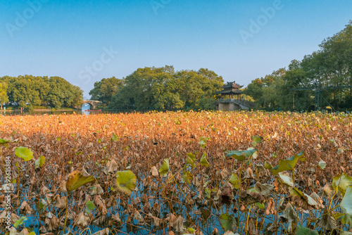 Wallpaper Mural Yellow lotus leaves on the West Lake in Hangzhou, China, at autumn time. Torontodigital.ca