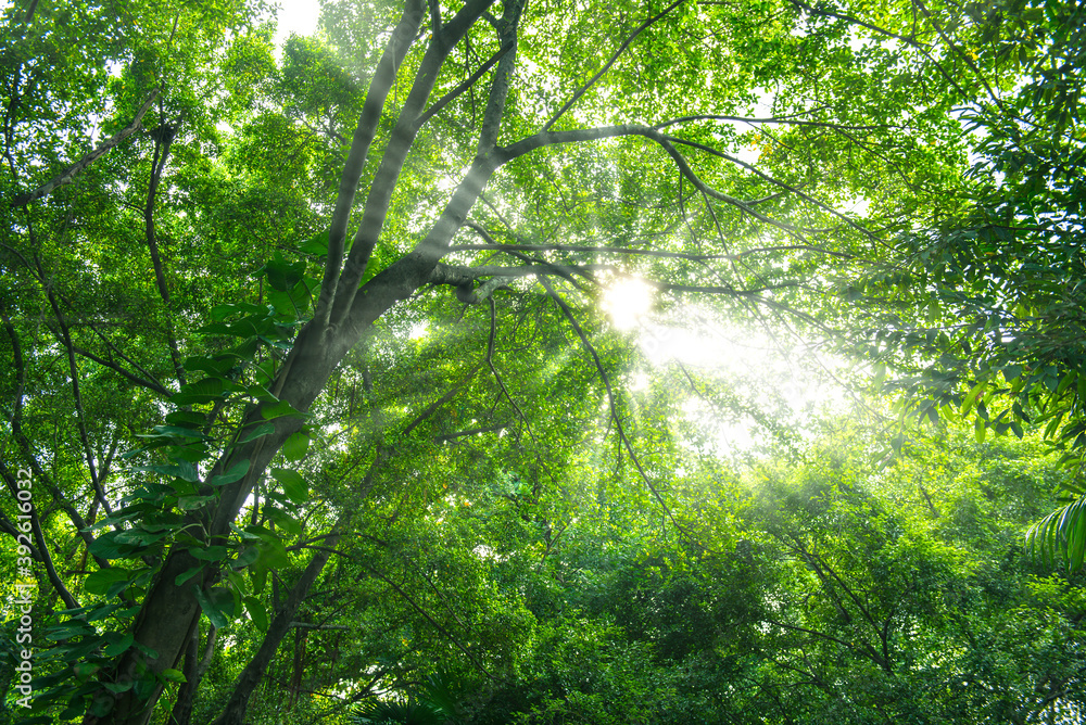 Naklejka premium Sun rays of light through green tree