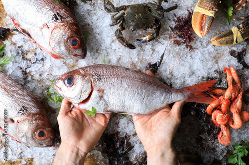 view from above of chef hands with a fresh fish on a table with ice and other seafood photo