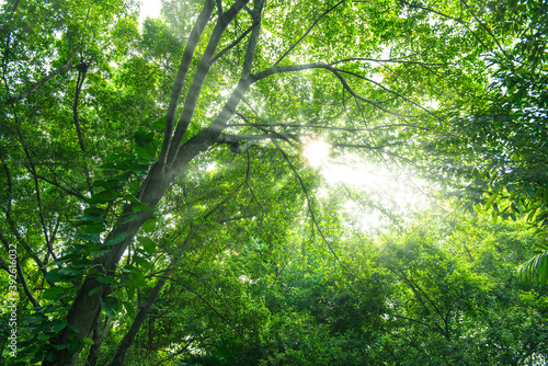 Sun rays of light through green tree