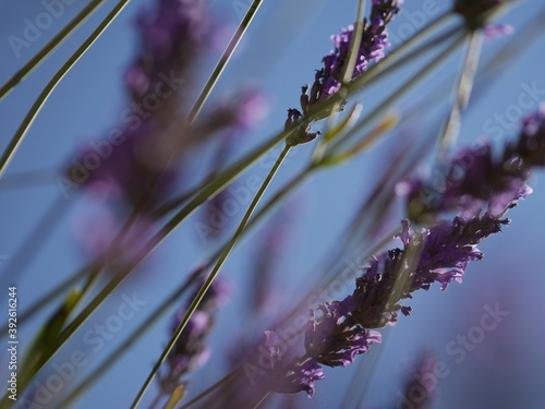 Provence 