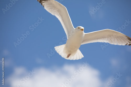 Seagull flying against a bright blue sky