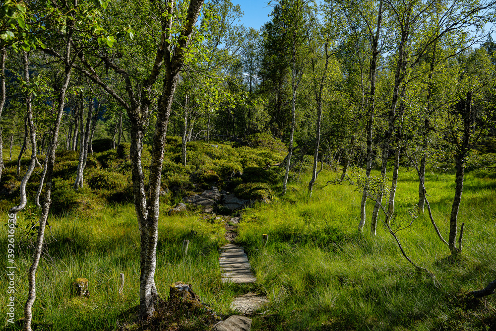 Boardwalk surrounded by trees and marshland Boardwalk surrounded by trees and marshland