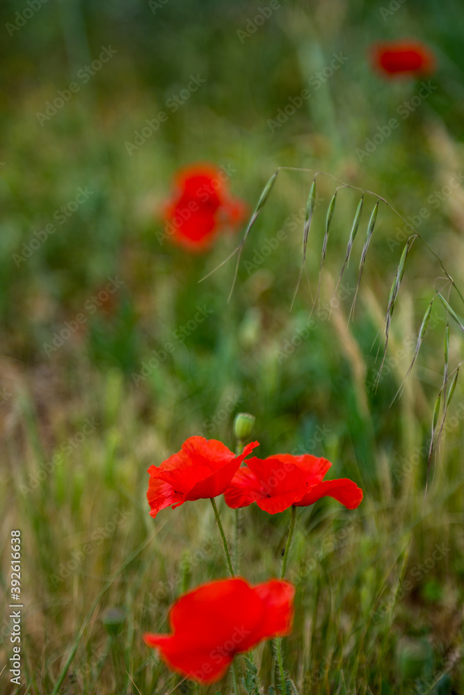 Poppies growing in a field. Green grass, yellow, red flowers Poppies growing in a field. Green grass, yellow, red flowers