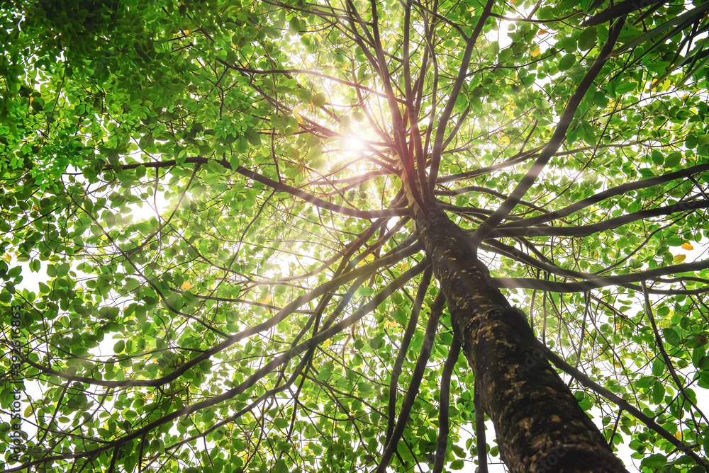 Obraz premium Sunlight through on the green tree