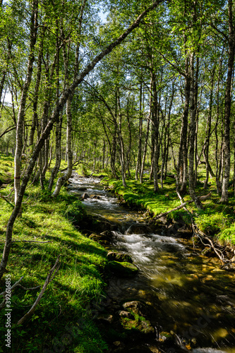 Flat river through a bright forest © Fridimedia