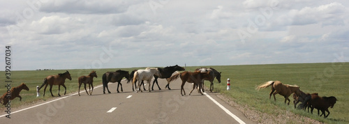 Horses crossing road in the mongolian steppe. Landscape with wild horses near the mountain.