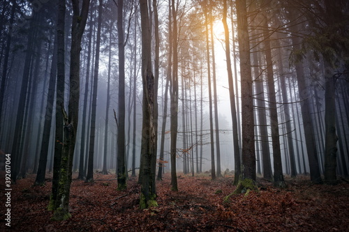 A foggy and colorful forest in autumn