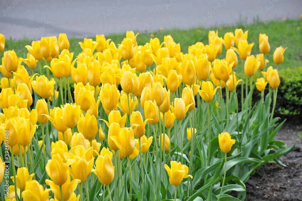 Many bright yellow tulips on the flower-bed Many bright yellow tulips on the flower-bed