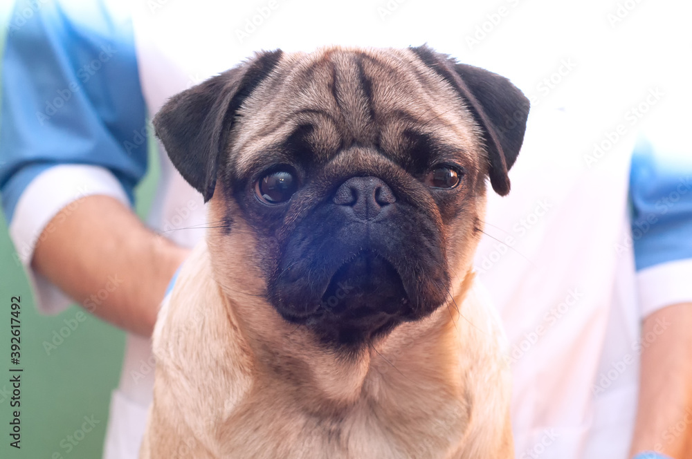 veterinarian medical checkup a pug dog, advertisement of a clinic for pets. care and professional medical care of dog