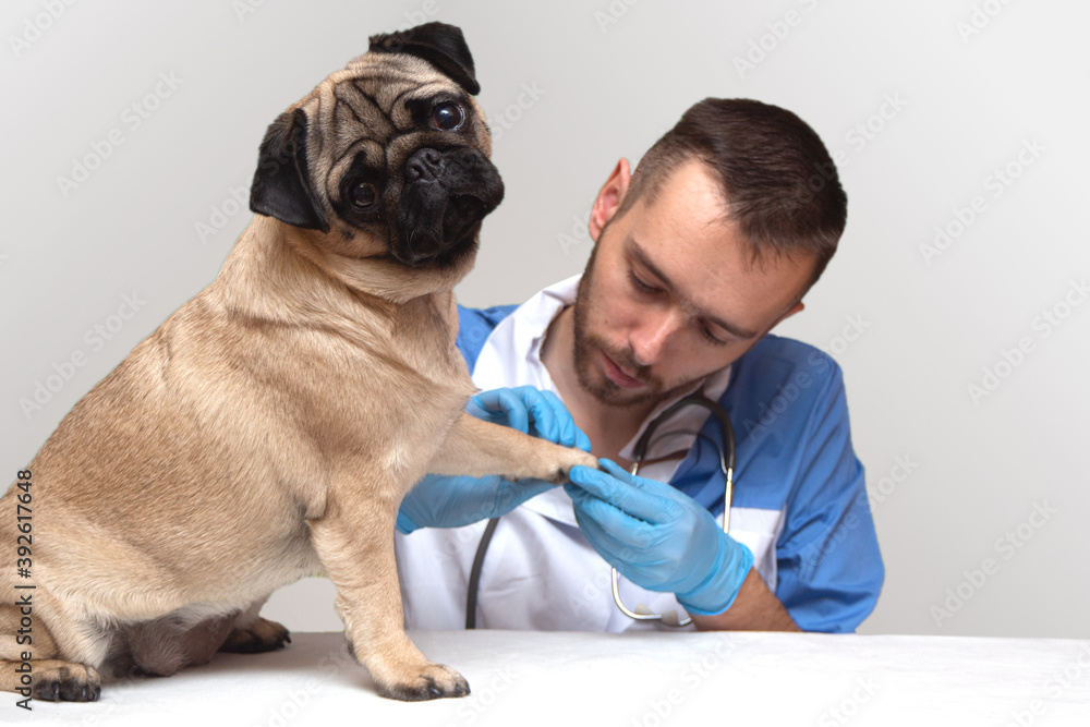 veterinarian examines a pug dog. advertisement of a clinic for pets. isolated. care and professional medical care of dog, copy space