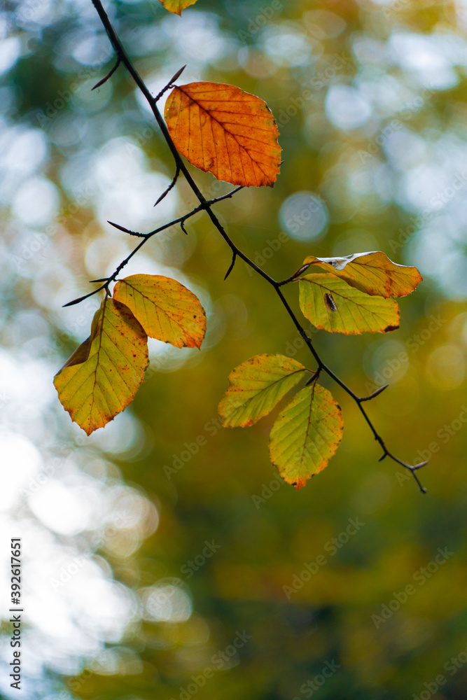 autumn leaves with bokeh background 
