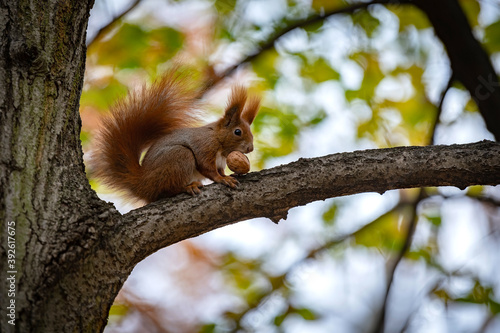 Wiewiórka w parku © Paweł Mielko