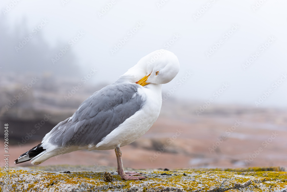 Herring gull at Schoodic Point in the Acadia National Park, Maine, United-States. 