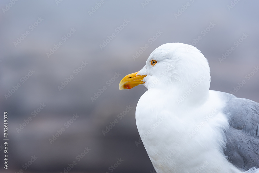 Herring gull at Schoodic Point in the Acadia National Park, Maine, United-States. Herring gull at Schoodic Point in the Acadia National Park, Maine, United-States.
