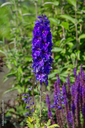 In full color the Delphinium pacific 'blue bird' ofwel Ridderspoor photo